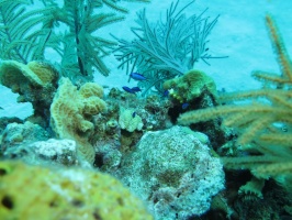 57 Blue Cromis on the Reef IMG 3994